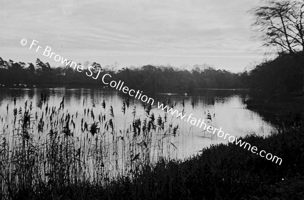 WINTER REEDS BY THE LAKE